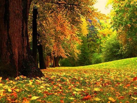 Toamna ! 1Covor de frunze ruginii! | Autumn nature, Nature wallpaper ...