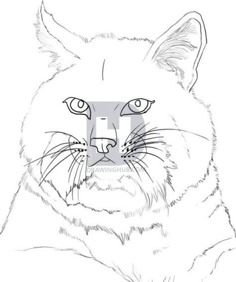 Bobcat Face Drawing at PaintingValley.com | Explore collection of ...