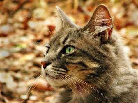 Silver Grey Tabby Cat Photograph By Michelle Wrighton Pixels