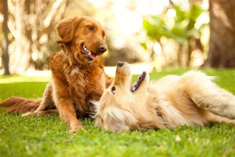 Cuánto tiempo tarda un perro en eliminar la testosterona