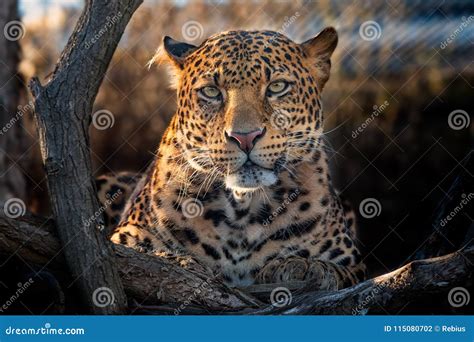 Javan leopard stock photo. Image of predator, nature - 115080702