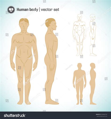 Full Length Naked White Male Body Stock Vector Royalty Free Shutterstock