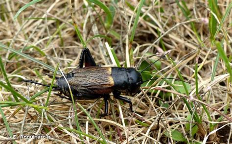 Grillon Champ Tre Gryllus Campestris Atlas Du Parc National Des