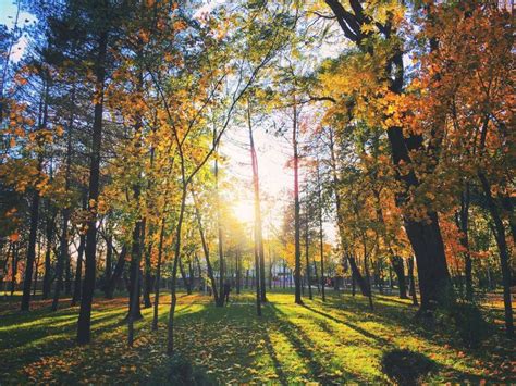 Pin By Roro Kalcev On Autumn Country Roads Tree Tree Trunk