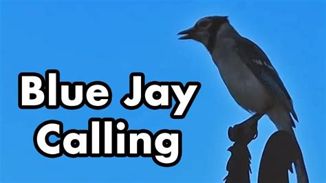 Blue Jay Calling In My Yard Bird Sounds Blue And White Bird Youtube