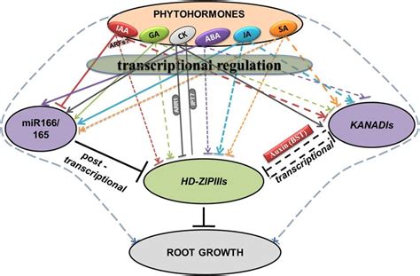 A Hypothetical Model Showing Complex Crosstalk Among Phytohormones Download Scientific Diagram