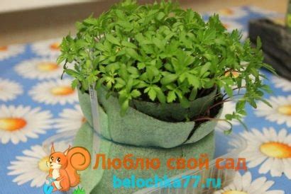 Выращивание рассады в улитках и пелёнках. Описание способа Юлии ...