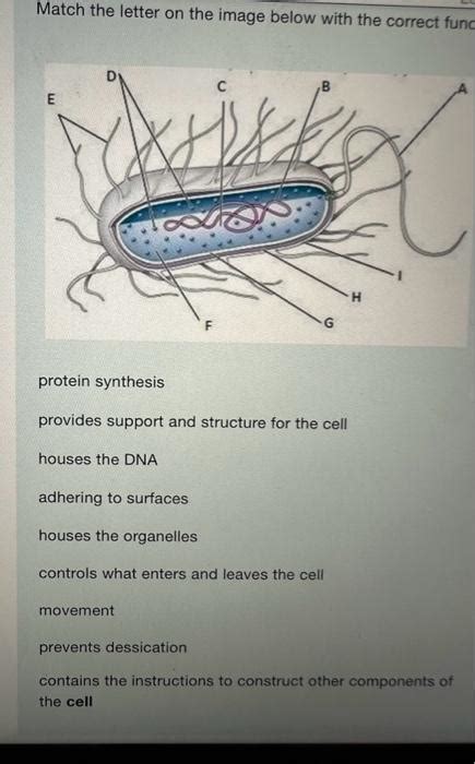 Solved Match the letter on the image below with the correct | Chegg.com 