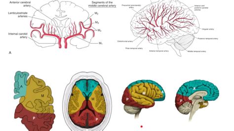 Cerebral Arteries Anatomy