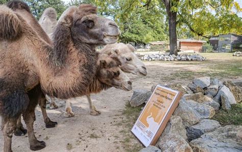 Corona Impfung In Der Wilhelma Sonderimpfaktion In Stuttgart Am