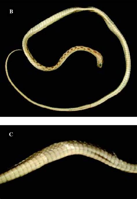 Figure 1 From A Revision Of The South American Snake Genus