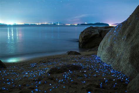 Tres Playas Para Disfrutar De La Bioluminiscencia En M Xico Bbva