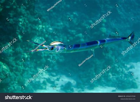 Houndfish Crocodile Needlefish Tylosurus Crocodilus Red Stock Photo