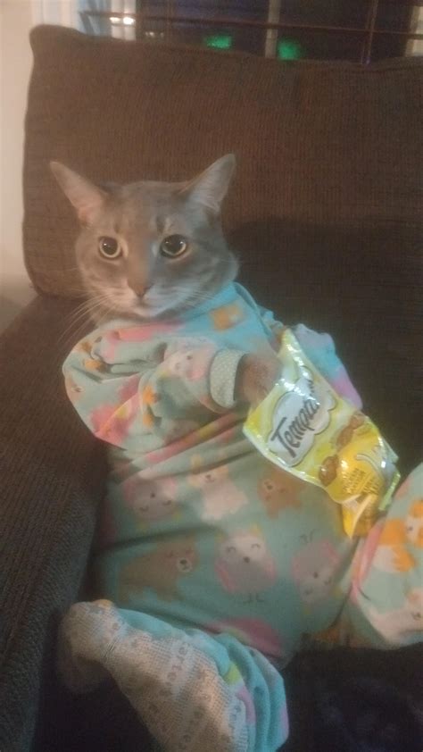 Hilton midnight snack! : r/Thisismylifemeow