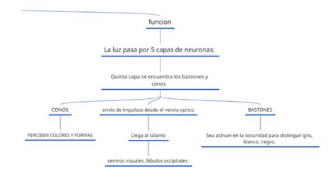 órganos de los sentidos y sus funciones pptx