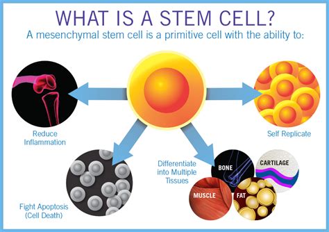 Prp And Stem Cell Therapy For Orthopedic Conditions