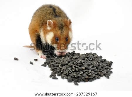 Hamster On A Pile Of Sunflower Seeds Stock Photos, Images, & Pictures ...