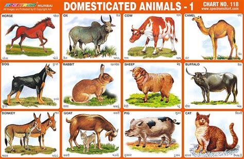 Spectrum Educational Charts: Chart 118 - Domesticated Animals 1 ...