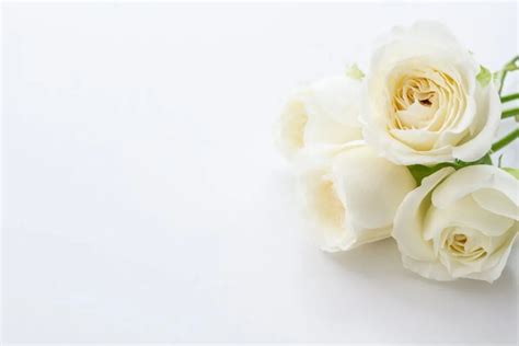 White Rose Meaning In Relationship: Pure Rosa Alba - Plantisima