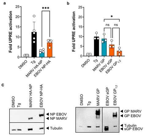 Ebov Np And Ebov Sgp Activate The Upre Reporter In Huh Cells A