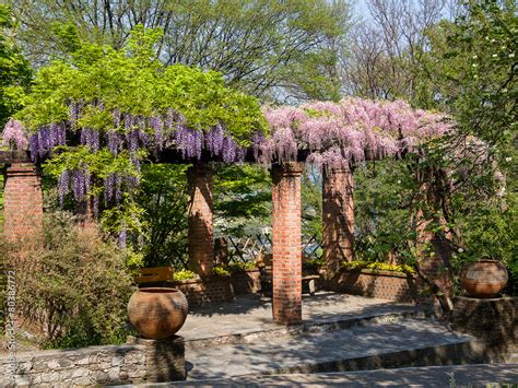 pergola with Wisteria Stock Photo | Adobe Stock