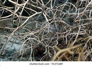 Horny Coral Photos And Images Shutterstock