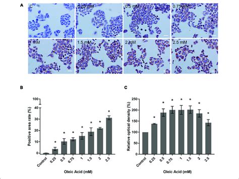 Effects Of Oa Concentration On Lipid Accumulation In Hepg2 Cells A