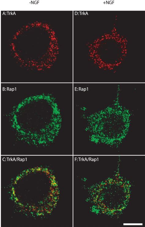 Inhibition Of Ngf Induced Rap Activation By Bfa Pretreat Ment Equal