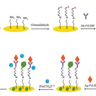 Schematic Representation Of Immunosensor Fabrication Steps And