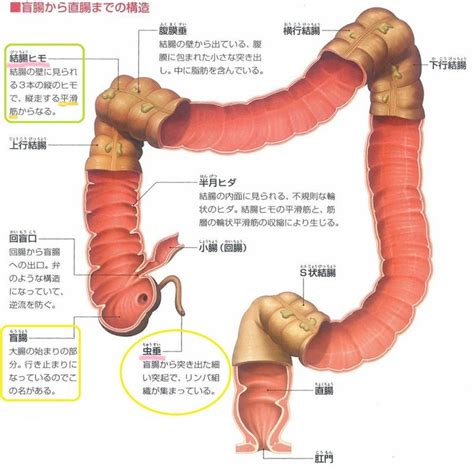 【施術】腰痛は盲腸（虫垂炎手術跡）から来てた 身体と心とエネルギーの軸をつくるー伊勢の整体軸hana