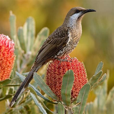 Western Wattlebird S W Western Australia Member Of The Honeyeater