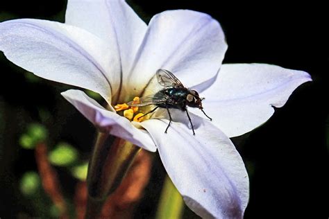 Fly Tongue Pollen - Free photo on Pixabay