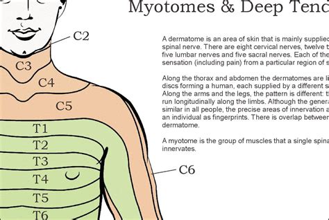 Dermatomes Myotomes And Dtr Poster Chiropractic Medical Nervous System