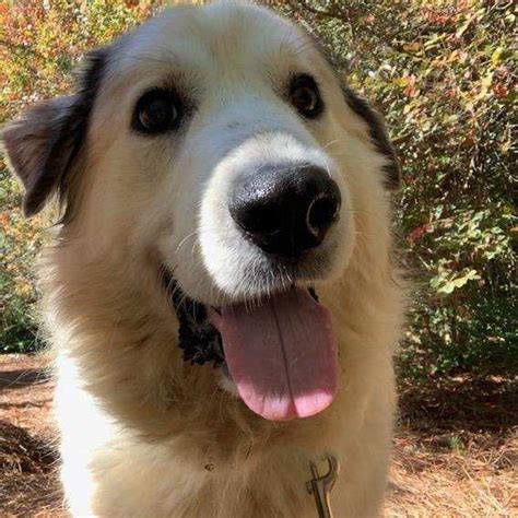 Siri Great Pyrenees Rescue Of Atlanta