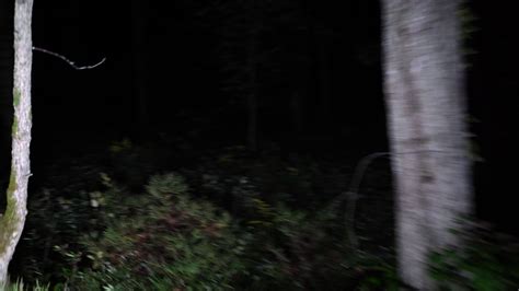 Walking At Night Through Scary Woods Stock Footage SBV-338961859 ...