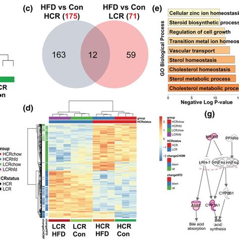 Hepatic Microarray Gene Ontology And Ingenuity Pathway Analysis Gene