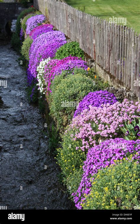 Purple flowering plants against fence Stock Photo - Alamy