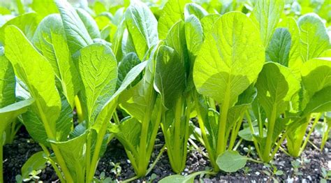 小松菜の栽培・育て方手順｜地植え・プランター 休日菜園