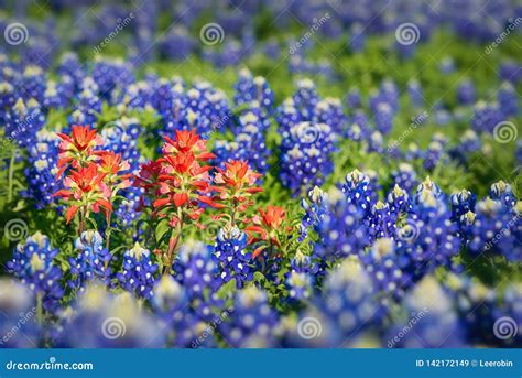 Indian Paintbrush Wildflowers and Texas Bluebonnets Stock Image - Image ...