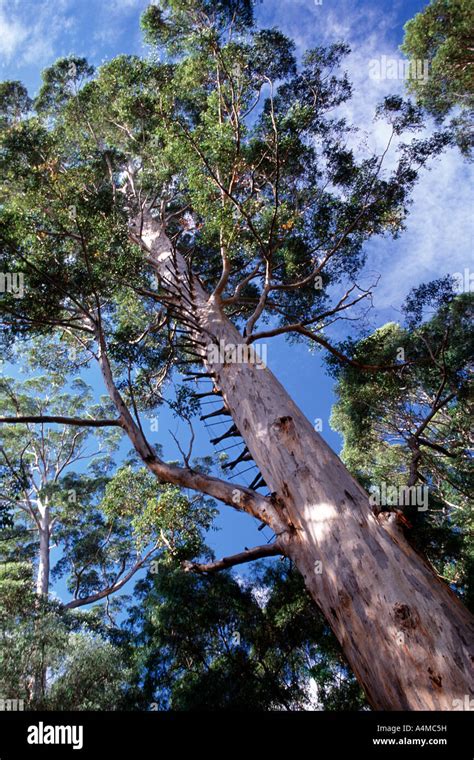 The Gloucester Tree Near Pemberton In Western Australia Stock Photo Alamy