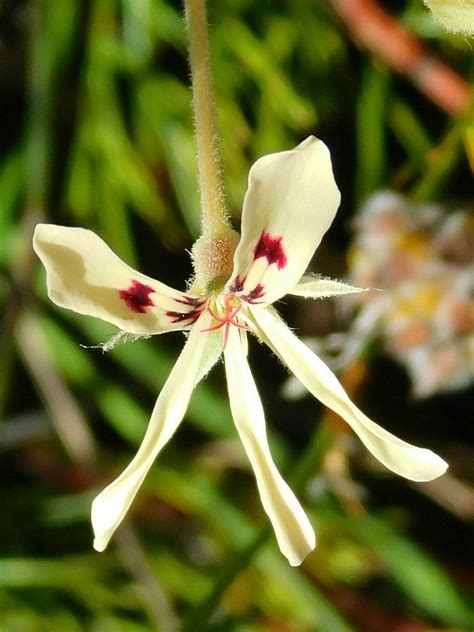 Feather Red Storksbill From Loerkop Greyton South Africa On