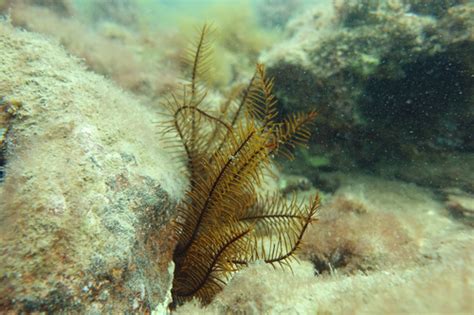 Orange Feather Star Marine Invertebrates Of Randwick Costal Area