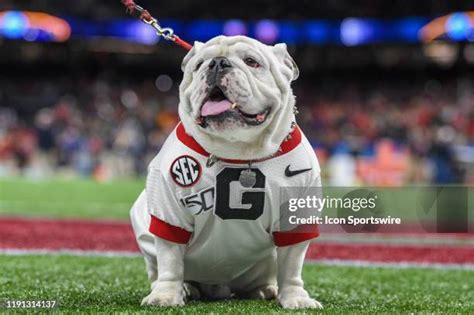 Georgia Bulldogs Mascot Photos and Premium High Res Pictures - Getty Images