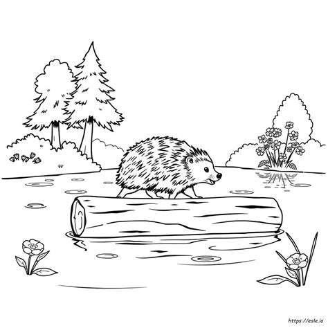 porcupine pets 9