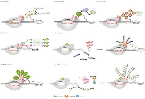 Cells Free Full Text Recent Progress And Future Prospect Of Crispr