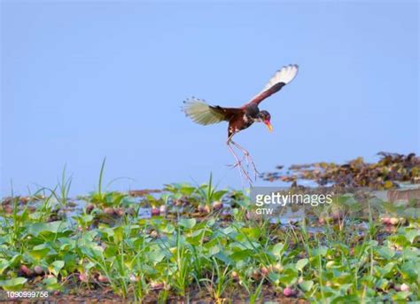 Wattled Jacana Jacana Jacana Photos And Premium High Res Pictures