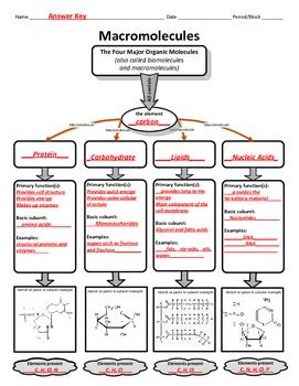 4 Categories Of Macromolecules Macromolecule Chart Biomolecules To