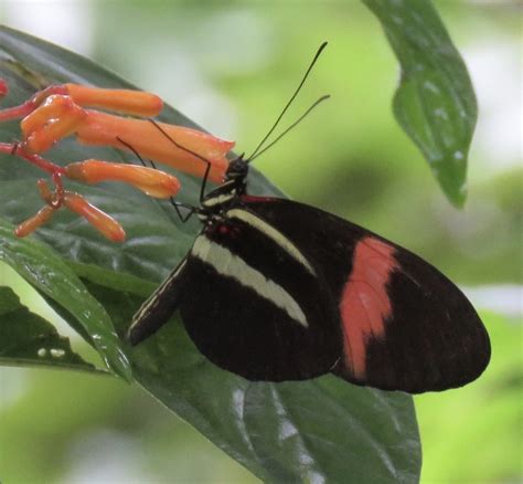 Heliconius Heliconius Picture Insect