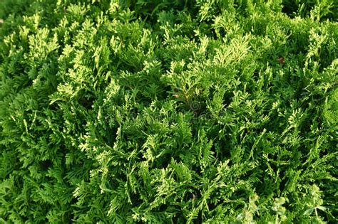 Beautiful Green Texture Of Thuja Leaves Close Up Background Of Thuja