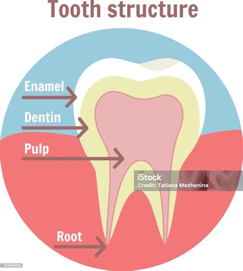 Struktur Gigi Gigi Diagram Medis Struktur Gigi Manusia Ilustrasi Stok ...